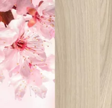 Сакура/Шимо светлый