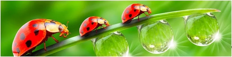 Глянцевый фартук (МДФ) AG 09