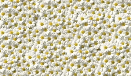 Табуретка фп Ромашки Д006 КОМПЛЕКТ 2 шт.