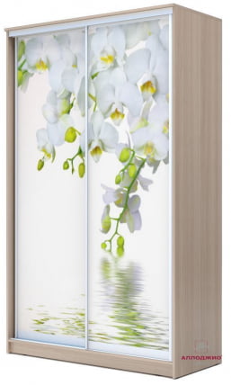 Шкаф-купе Хит-23-14-77 Орхидея Ясень шимо светлый_0