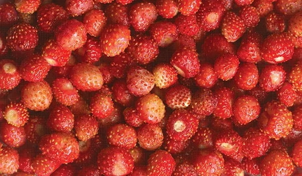 Стол обеденный Прямоугольный 900 600 фп Земляника ЛДСП венге_2